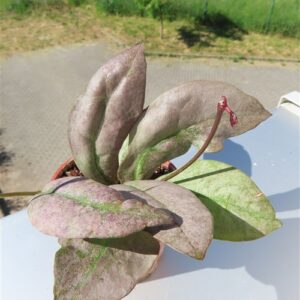 Hoya Mitrata silver