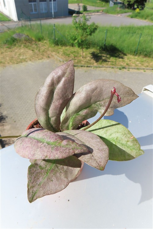 Hoya Mitrata silver