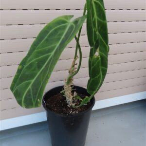 Anthurium warocqueanum