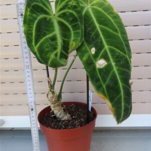 Anthurium warocqueanum