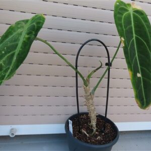 Anthurium warocqueanum