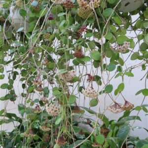 Hoya mathilde