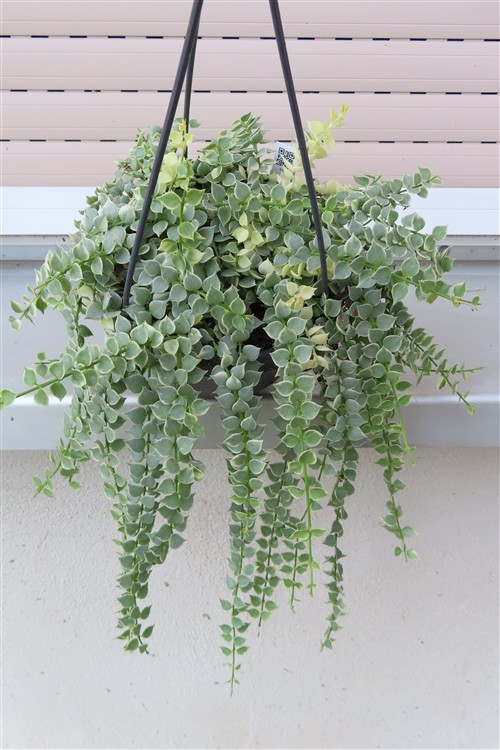 Dischidia ruscifolia variegata