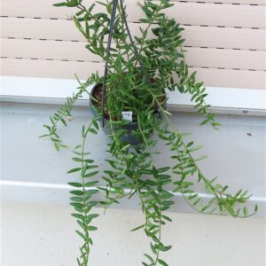 Hoya engleriana