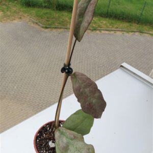 Hoya Mitrata silver