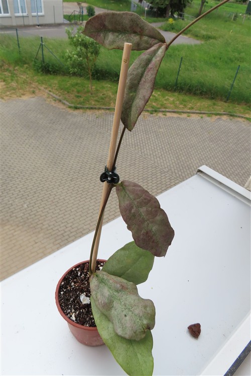 Hoya Mitrata silver