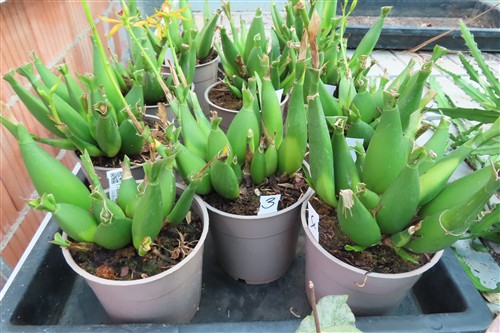 Orchidee Encyclia Hybr. – Bild 2