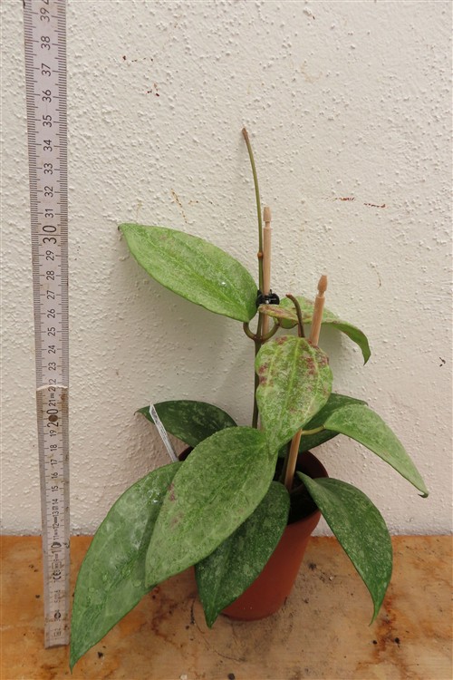 Hoya macrophylla Silver – Bild 3