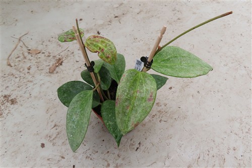 Hoya macrophylla Silver – Bild 2