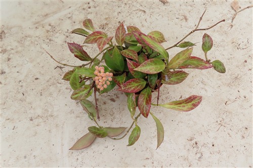 Hoya Sunrise – Bild 2