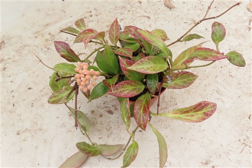 Hoya Sunrise – Bild 3