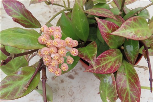 Hoya Sunrise – Bild 4