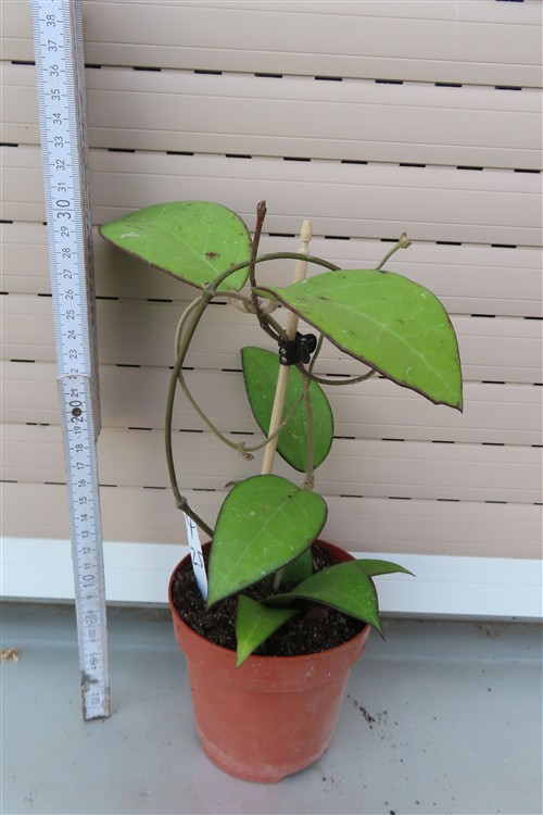 Hoya sp. Malang – Bild 2