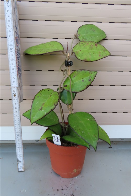 Hoya sp. Malang – Bild 2