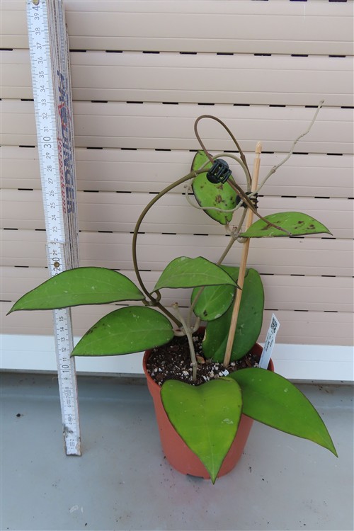 Hoya sp. Malang – Bild 2