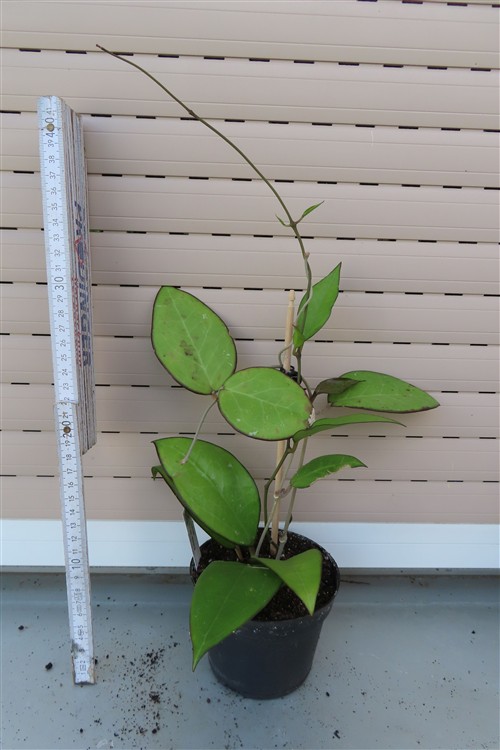 Hoya sp. Malang – Bild 2