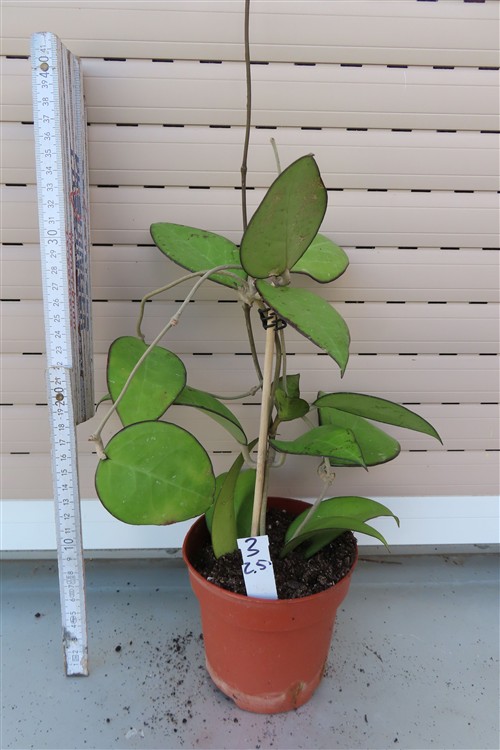 Hoya sp. Malang – Bild 2