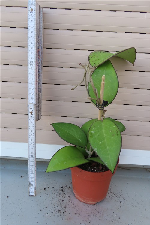Hoya sp. Malang – Bild 2
