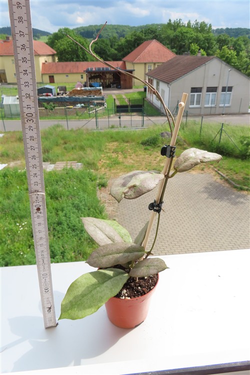 Hoya Mitrata silver – Bild 3