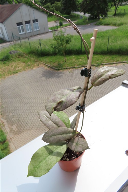 Hoya Mitrata silver – Bild 2