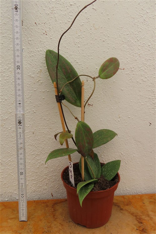 Hoya wibergiae – Bild 3