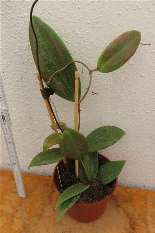 Hoya wibergiae – Bild 2