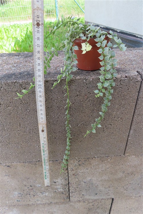 Dischidia ruscifolia variegata – Bild 2