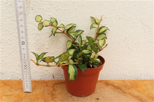 Hoya sp. Bruno – Bild 2