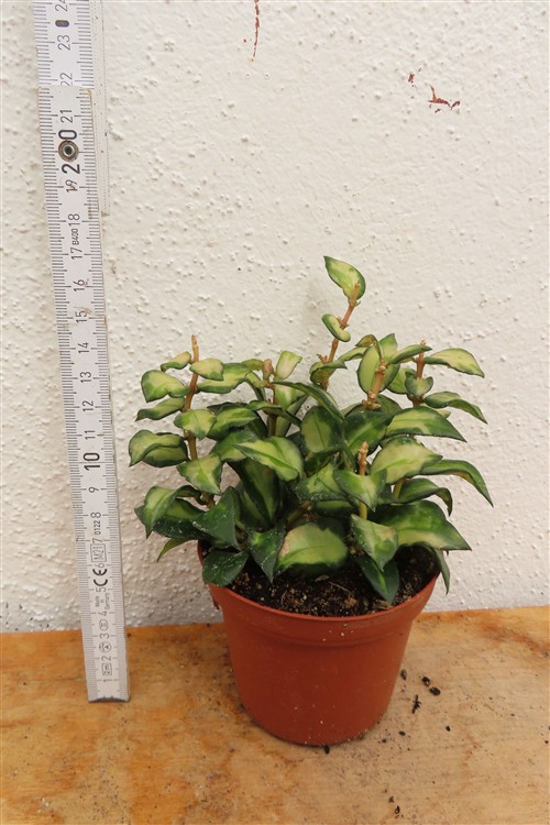 Hoya sp. Bruno – Bild 2