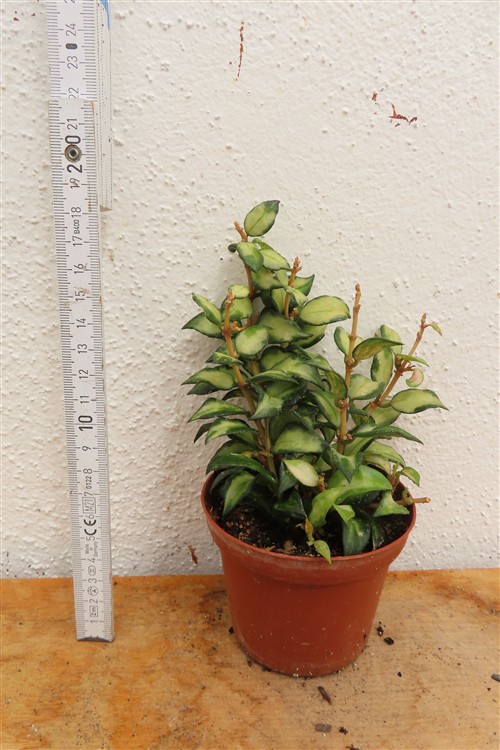 Hoya sp. Bruno – Bild 2