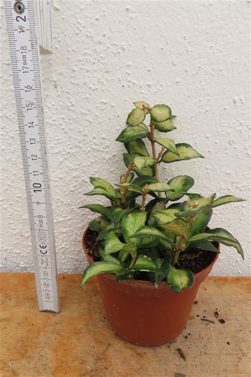 Hoya sp. Bruno – Bild 2