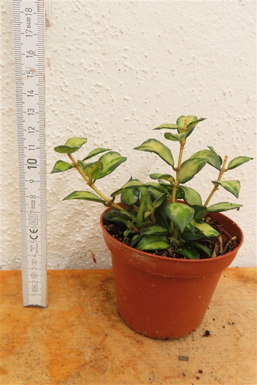 Hoya sp. Bruno – Bild 2