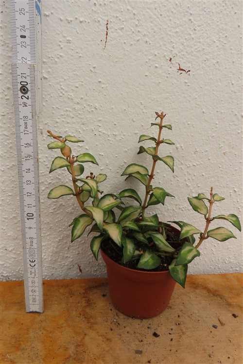 Hoya sp. Bruno – Bild 2