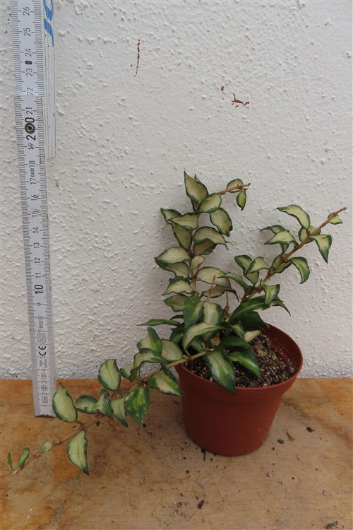 Hoya sp. Bruno – Bild 2