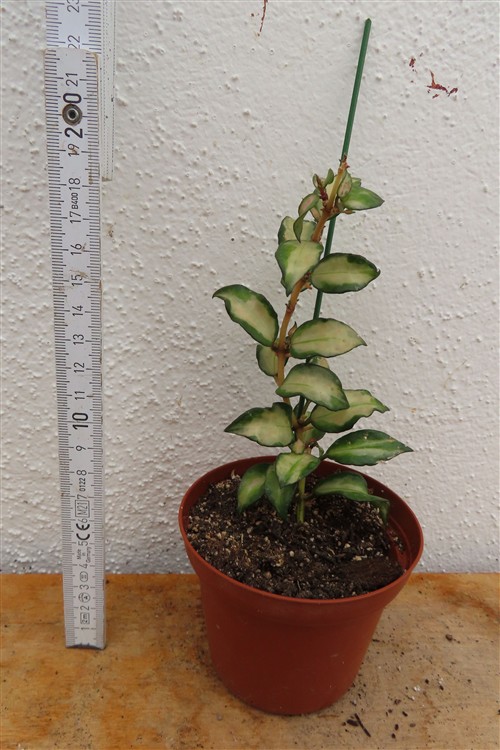 Hoya sp. Bruno – Bild 2