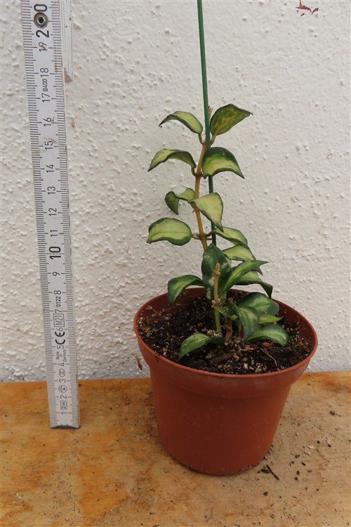 Hoya sp. Bruno – Bild 2