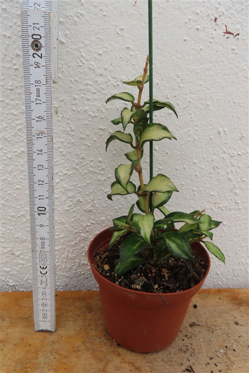 Hoya sp. Bruno – Bild 2