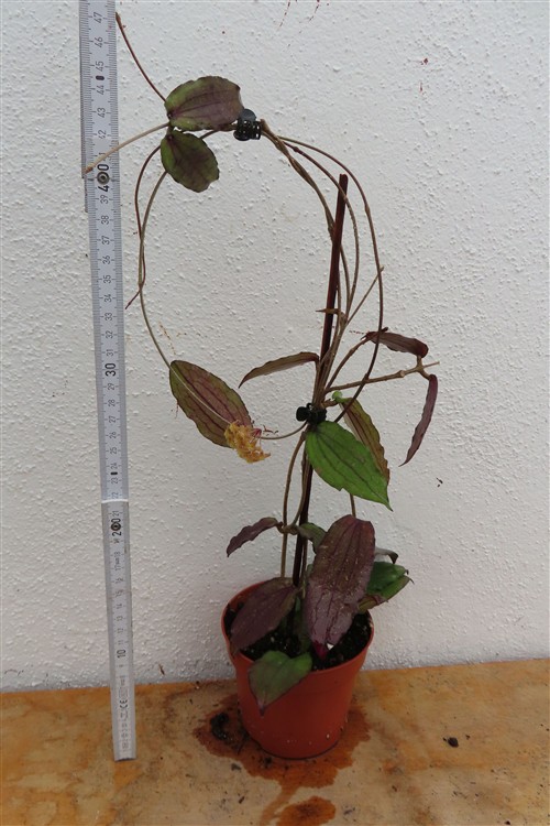 Hoya erythrina – Bild 2