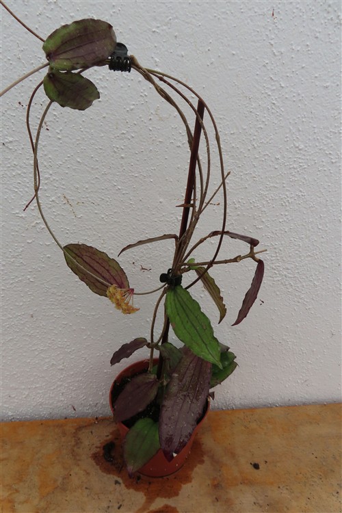 Hoya erythrina – Bild 3