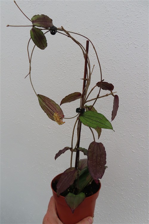 Hoya erythrina – Bild 4