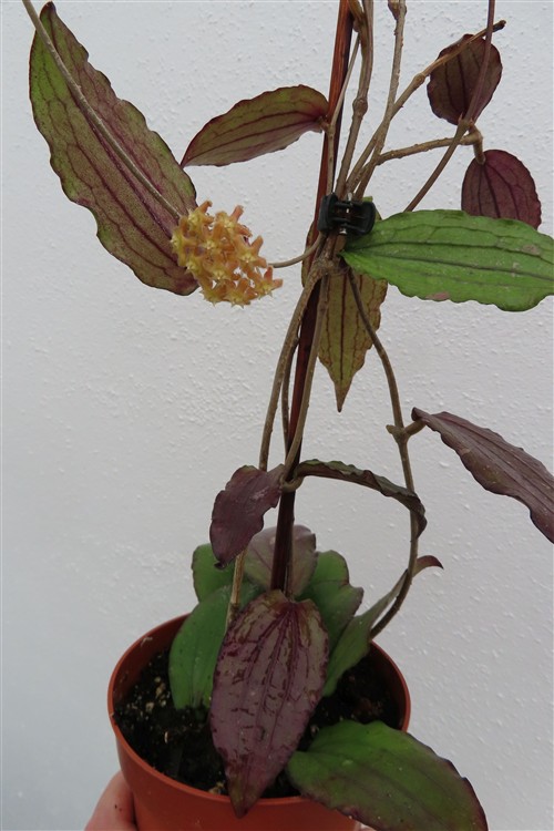 Hoya erythrina – Bild 5