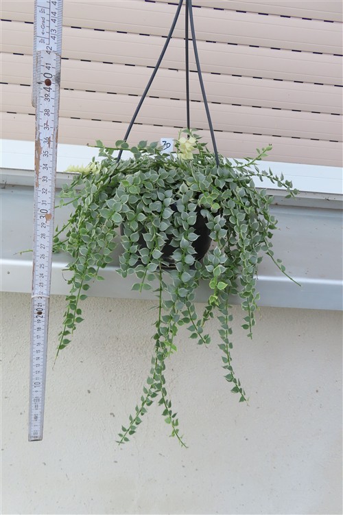 Dischidia ruscifolia variegata – Bild 2