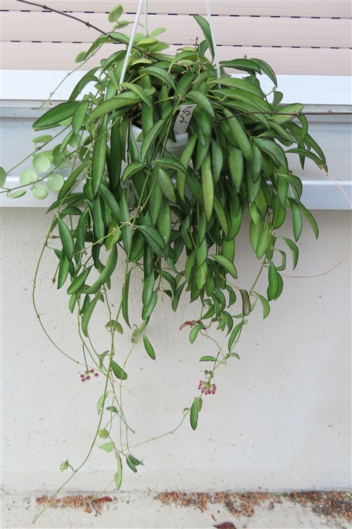 Hoya wayetii – Bild 2