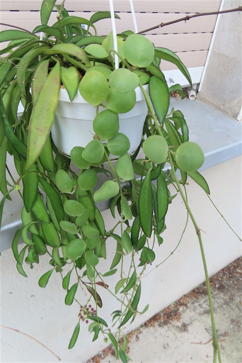 Hoya wayetii – Bild 3
