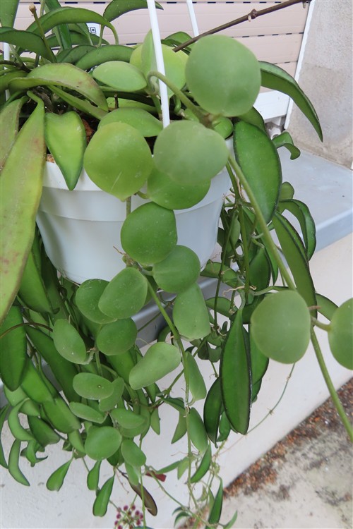 Hoya wayetii – Bild 4