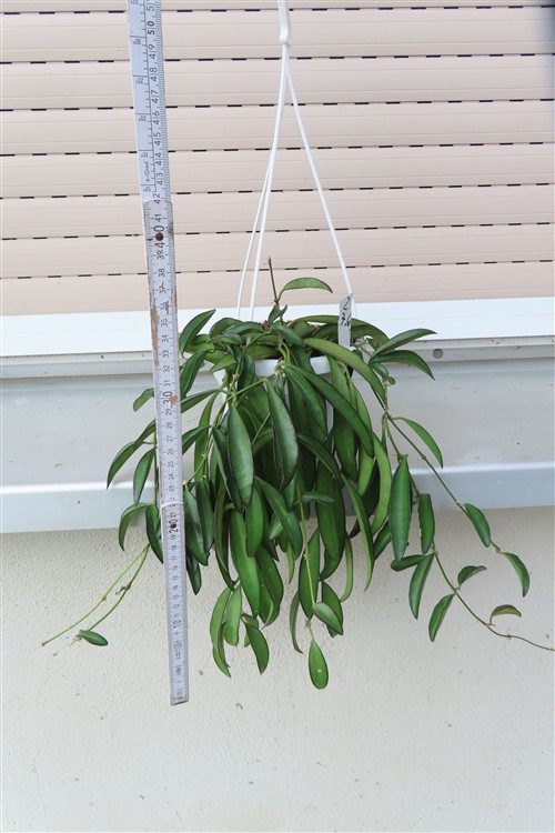 Hoya wayetii – Bild 2