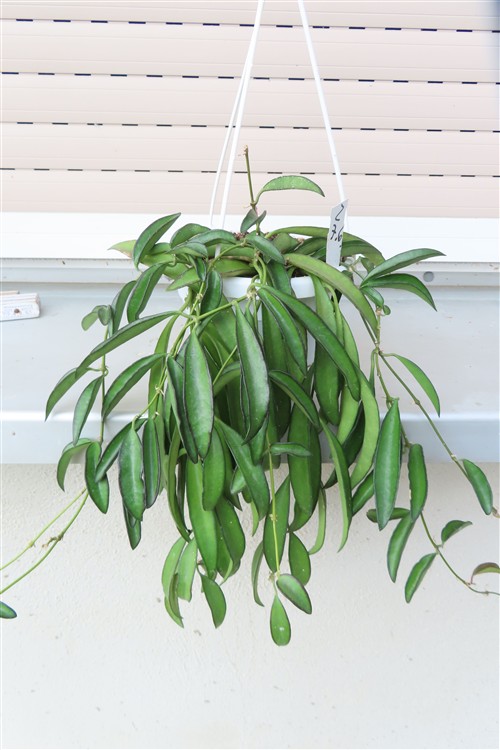 Hoya wayetii – Bild 3