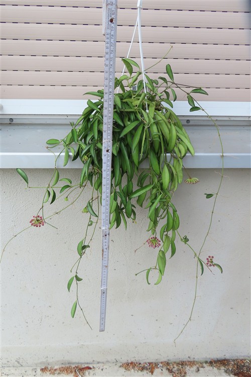 Hoya wayetii – Bild 2