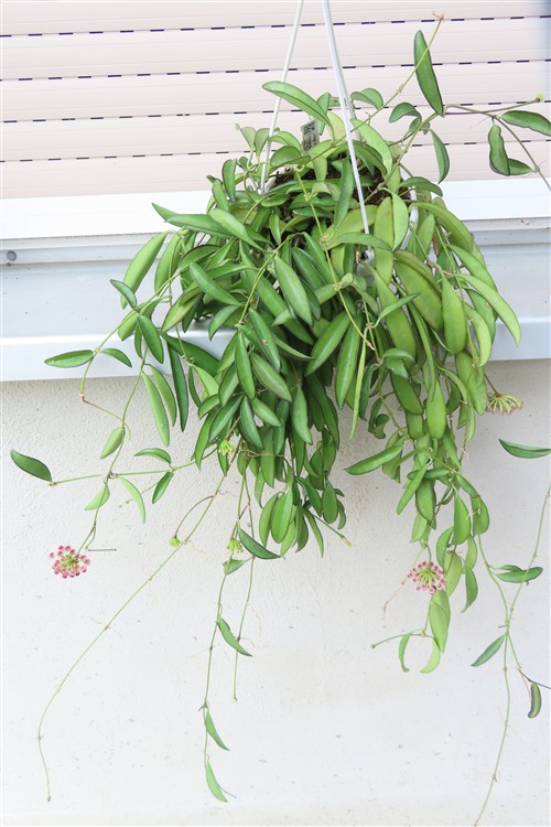Hoya wayetii – Bild 3