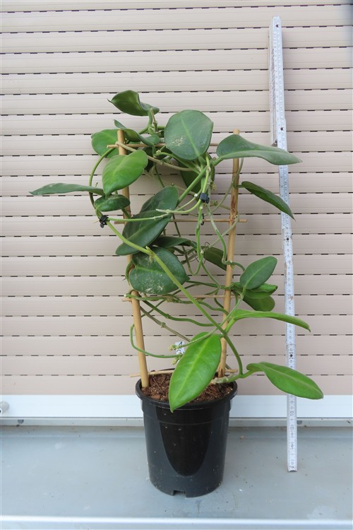 Hoya calycina stargazer – Bild 2